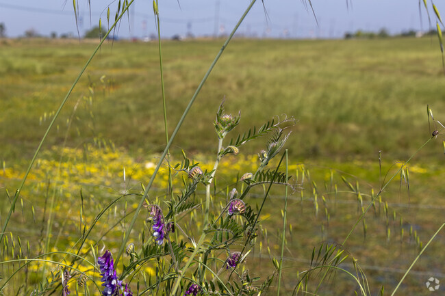 Vernal Pool preserve is an endangered species habitat adjacent to Kavala Ranch.