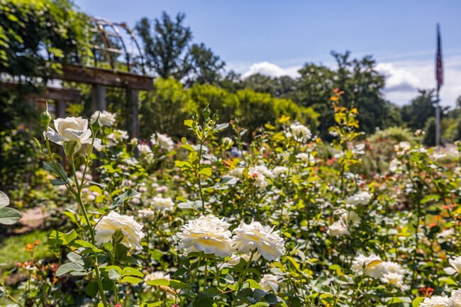 Immerse yourself in the exquisite beauty of the Bon Air Park Rose Garden.