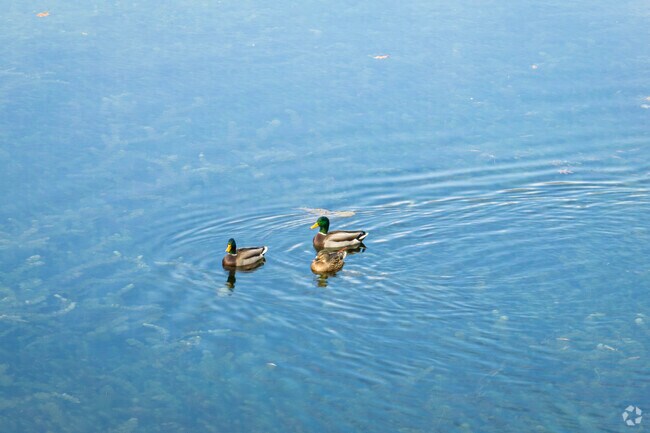 Wildlife is a part of Centreville daily lifestyle, as Mallards migrate to its parks.