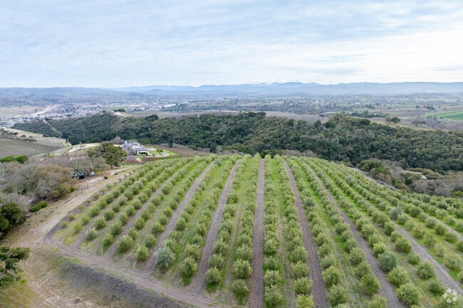 Almond orchards cover the hillsides in Paso Robles.