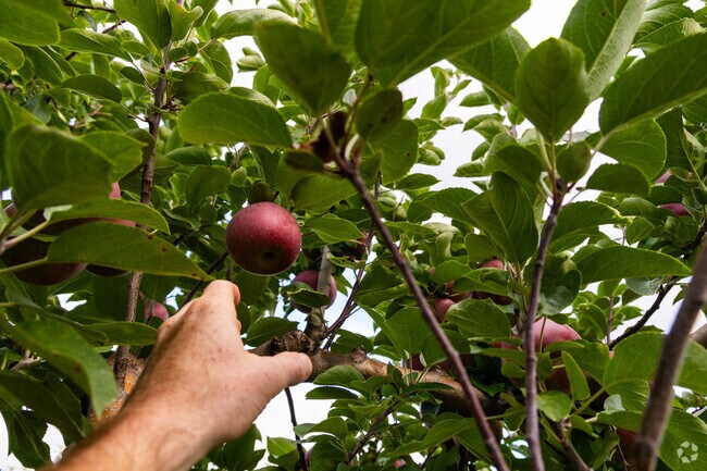 Look for the perfect apple at Boothby's Orchard near Livermore Falls.