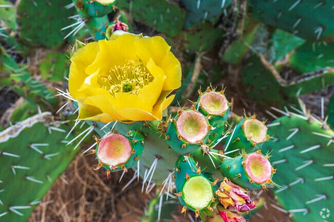 Cacti bloom throughout River's Edge
each spring and summer.