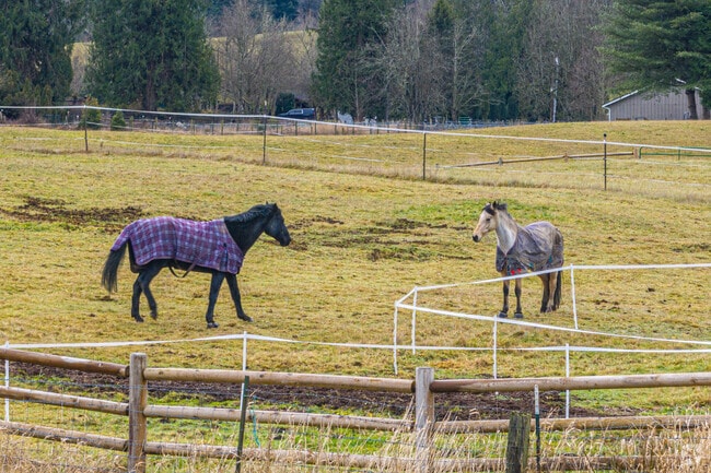 It's easy to find plenty of horses grazing in Hobart pastures.