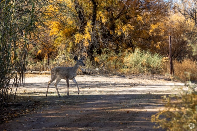 Wildlife spotting, especially deer, is prevalent in Saint David.