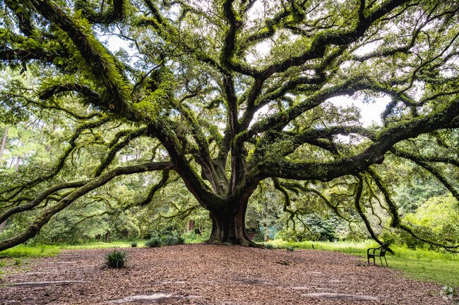 The Lichgate Live Oak offers a shaded retreat near FSU campus and University.