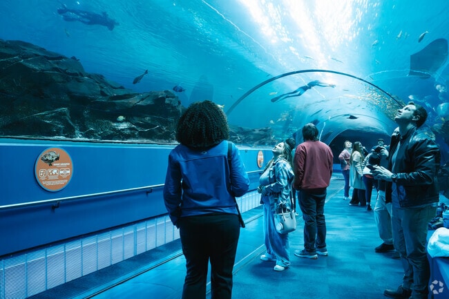 The Georgia Aquarium attracts visitors for a wondrous aquatic experience in Centennial Hill.