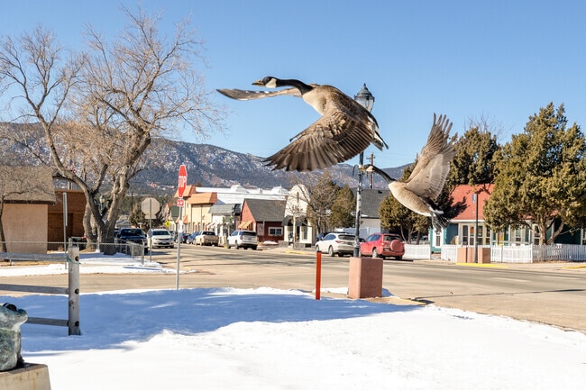 See the wildlife in the Monument neighborhood.