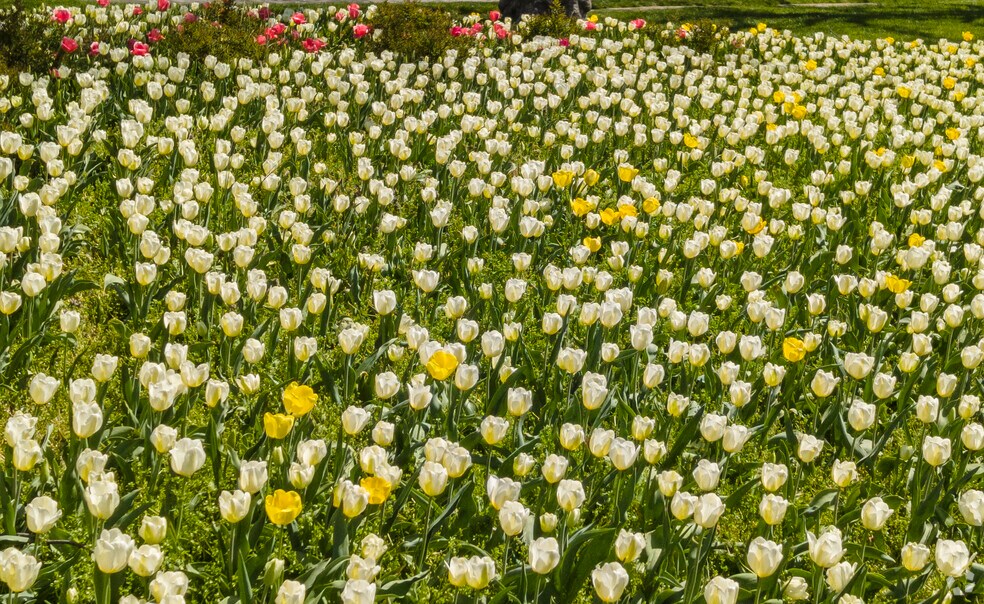 Neighborhood_Radnor-Winston_FINAL_052523