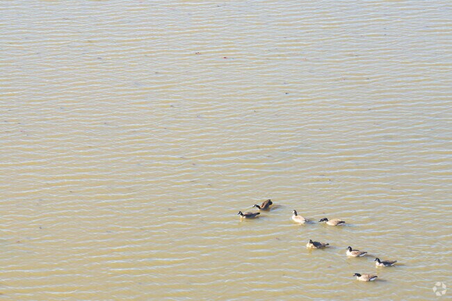 Ducks enjoy the lock at Vishcer Ferry Nature Preserve.