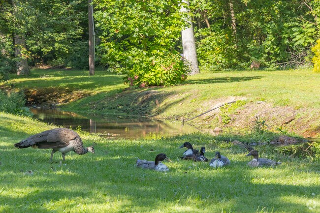 Trout Pond Park near Wolf has wildlife and nature to enjoy, including its resident pheasants.