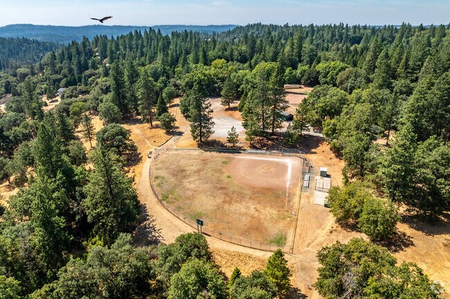 Tall trees surround the baseball fields at Mollie Joyce Park.