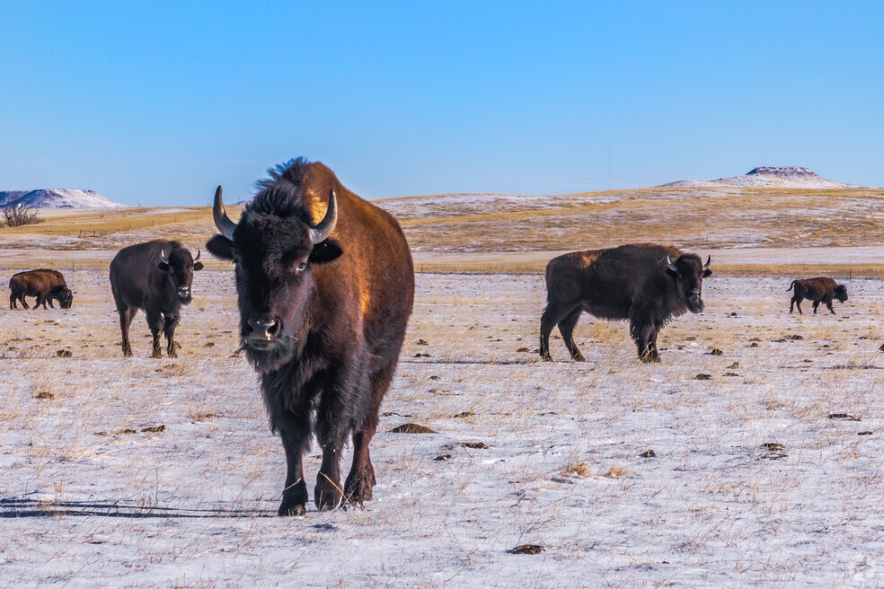 CP_Gillette_1026309_P1_v1_TC_021925