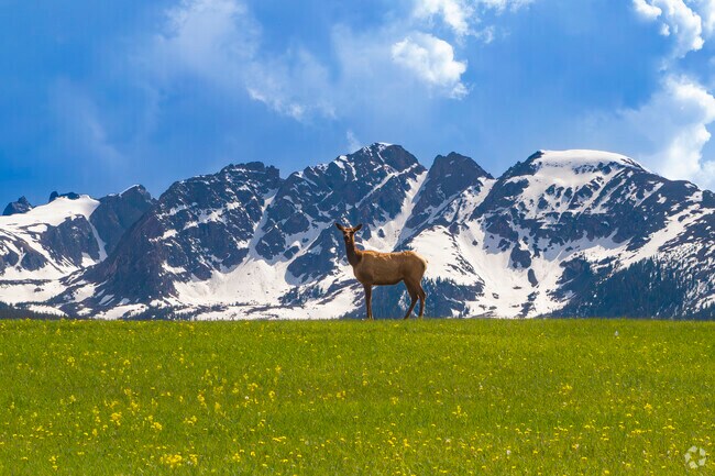 Elk wander near the edges of Vail, Colorado, sometimes pausing along creek beds or crossing open meadows, their antlers held high as quiet reminders of the wildness that still surrounds this alpine town.