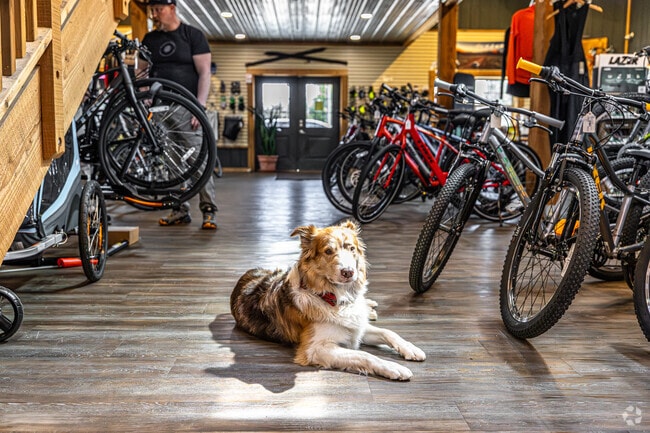 Bicycle Doctor in Ottawa, near Summit, is the go-to spot for custom bikes, ski rentals, and good boy's.