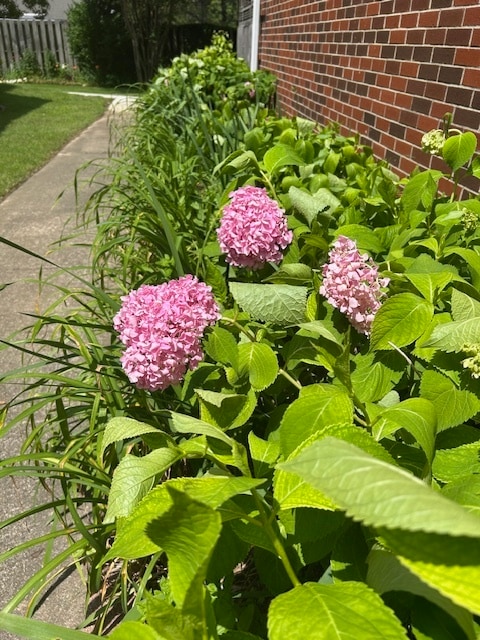 Flower beds