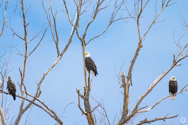 Sweitzer Lake State Park in Delta, Colorado, offers a serene retreat where visitors can enjoy picnicking, boating, and wildlife observation. The park is home to a variety of bird species, including bald eagles, which can often be seen perched on the ice during colder months.