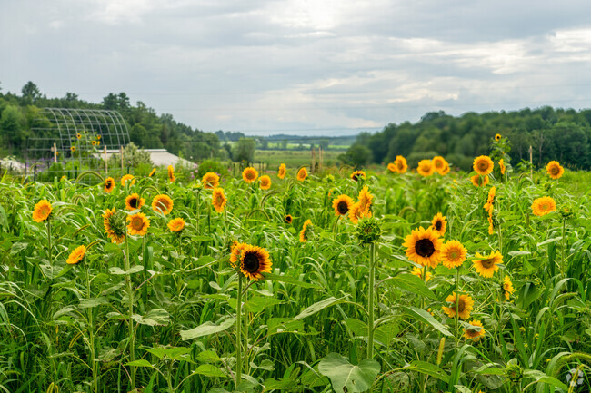 Sunflowers grow at a pick-your-own flower farm in Saint George.