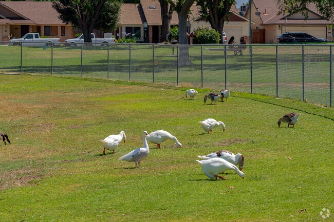 Locals come to campus park south to take in the shade around the duck pond.