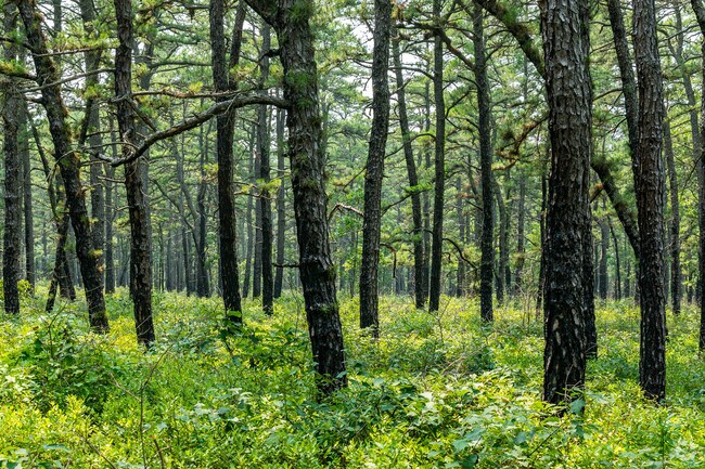 Wharton State Forest features trails for hiking, biking and horseback riding.