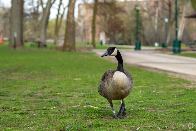 Wildlife roams freely throughout Elkhart's Sherman neighborhood.