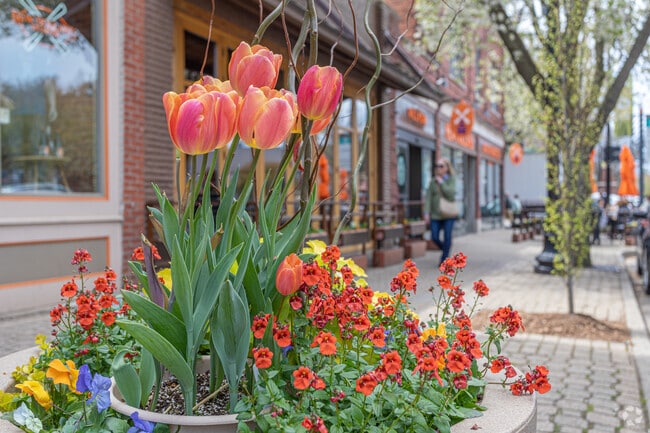 The tulip, a symbol of Holland, can be found everywhere in the summertime.