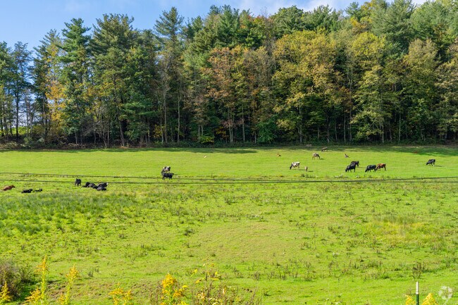 Rolling hills in Curtin are dotted with grazing cows and farm animals across open pastures.