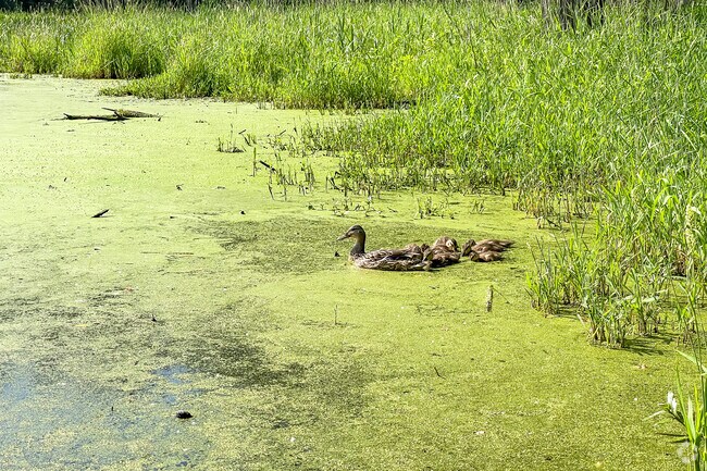 A mama duck with her baby ducklings feeding at one of the ponds in Lincoln Marsh at Jewell Road.