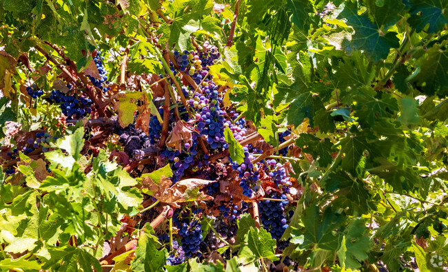 See the vineyards of Chapel Hill near Shandon Paso Robles, Ca.