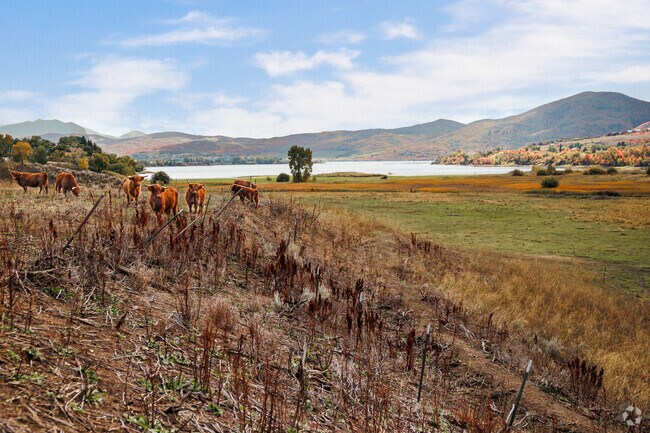 Livestock graze at Pineview Reservoir.