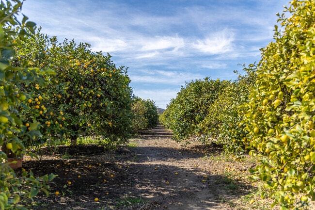 Santa Paula is home to many local farms such as Limoneria.
