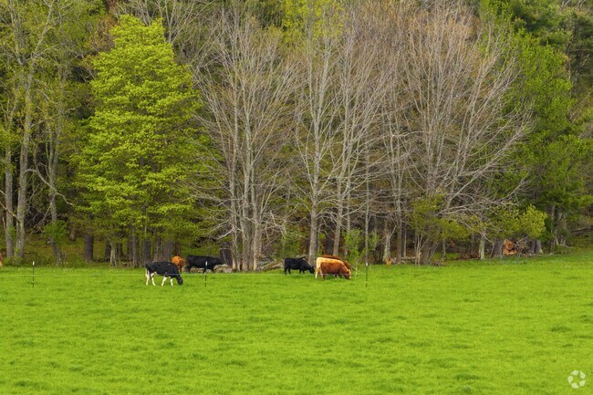 Cows graze in a field, on one of the many farms spread across Plainfield.