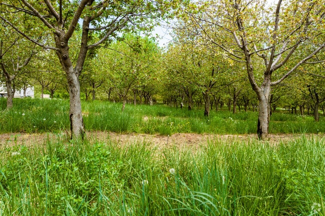Santaquin is known for its abundant orchards, where rows of fruit trees stretch as far as the eye can see.