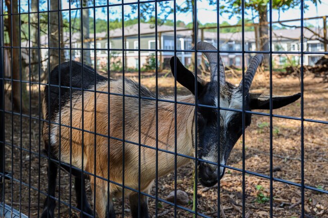 Stop by the Fayette Environmental Education Center to see the goats.