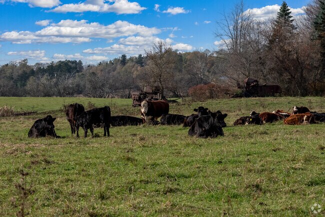 Farms abound in Burlington Township including sleepy cattle on this farm.