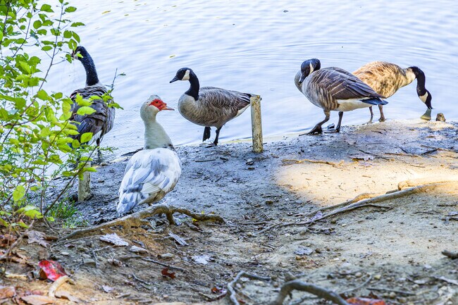 Geese can be seen enjoying the lakefront along the greenway in Salem Woods.