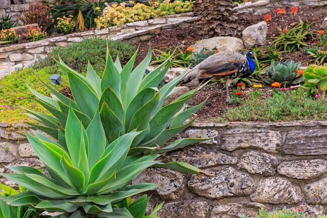 Creative landscaping allows the local peacocks to camouflage in the rocks.