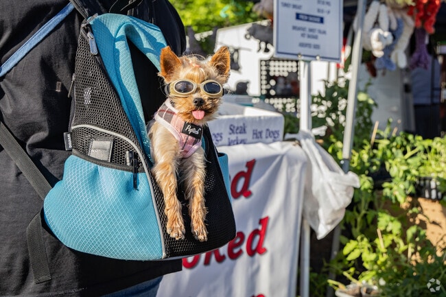 Dogs and their owners enjoy the nice weather while shopping at the Irwin Farmers Market.