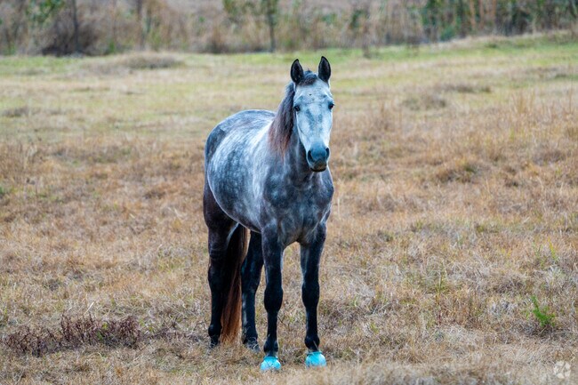 Admire the horses throughout the pastures of Columbiana.
