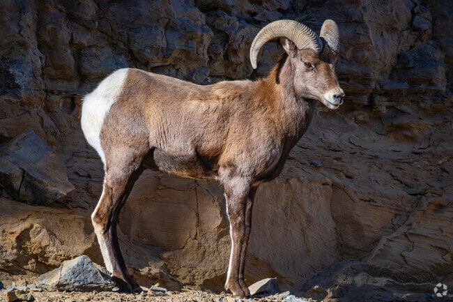 Bighorn sheep are a stunning sight in Grand Junction, showcasing nature's wild beauty.