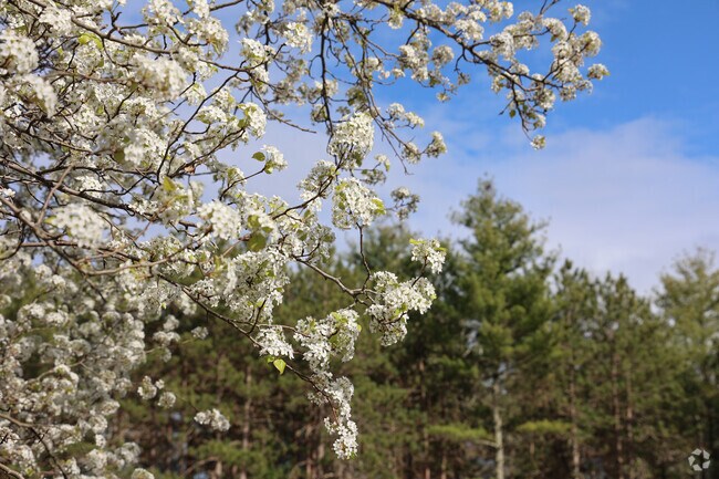 Blooming trees decorate the town of Boxford.