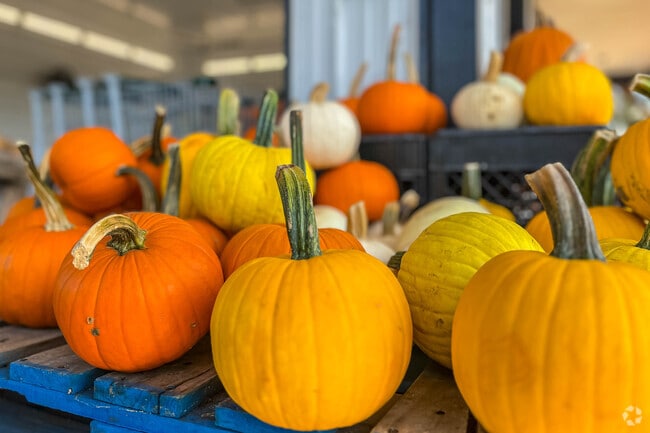Meck's Farm Market in Martic Township is the perfect spot to pick up fresh fall pumpkins.