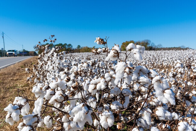 Cotton is one of the main crops around Johnston County and Selma, NC.