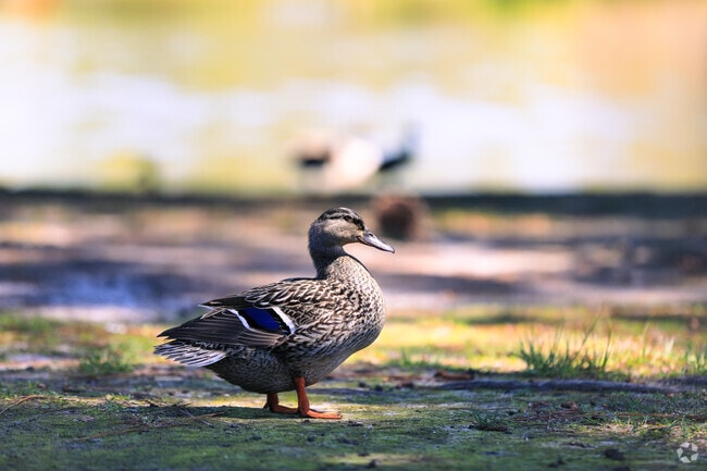 Duck in the Duck Pond In the Sangaree Neighborhood Charleston SC