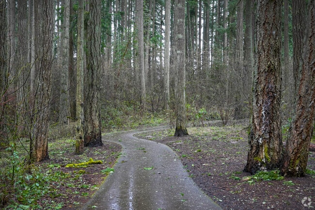 Majestic evergreens at Lowami Hart Woods in the neighborhood of West Beaverton.