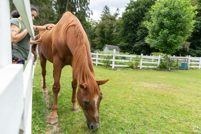 Bring your families to Hillside Farms in Trucksville to pet horses and other animals.
