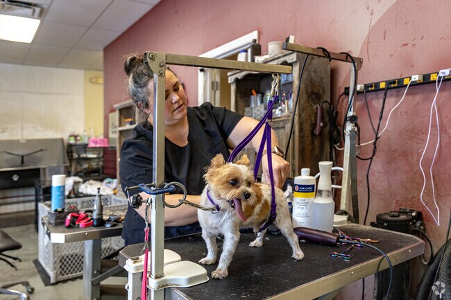 Biscuits & Bows LLC in Zephyrhills North provides grooming care for pets with a personal touch.