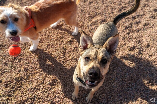 Your pups will have ample room to play at the Copperleaf Bark Park.