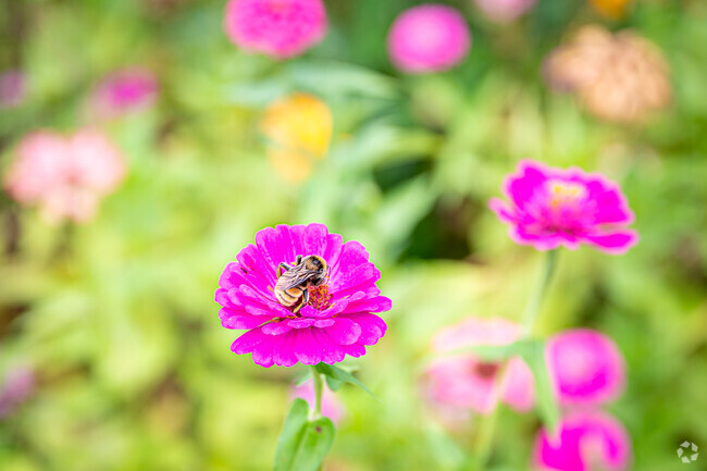 You can find honey bees hard at work on the wildflowers all over Midtown Augusta.