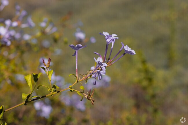 The color of the Baker Ranch hills as far as the eye can see.