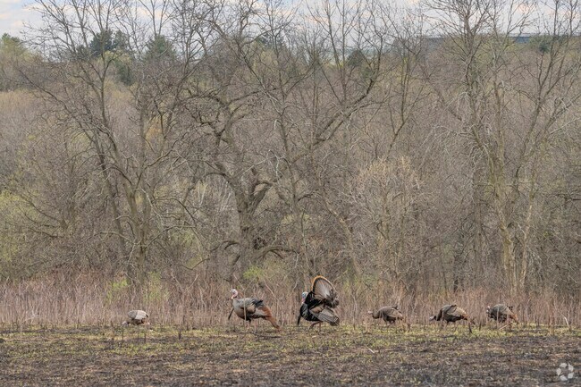 Wild turkeys are a common sight at Owen Conservation Park in Faircrest